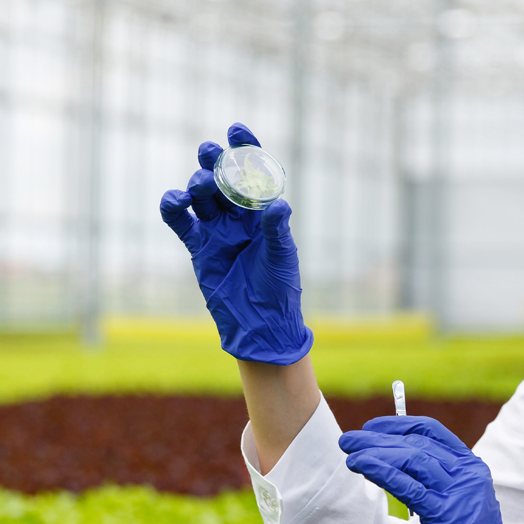 Enlace al Doble Grado en Ing. Agroalimentaria y Agroambiental y Ciencia y Tecnología de los Alimentos